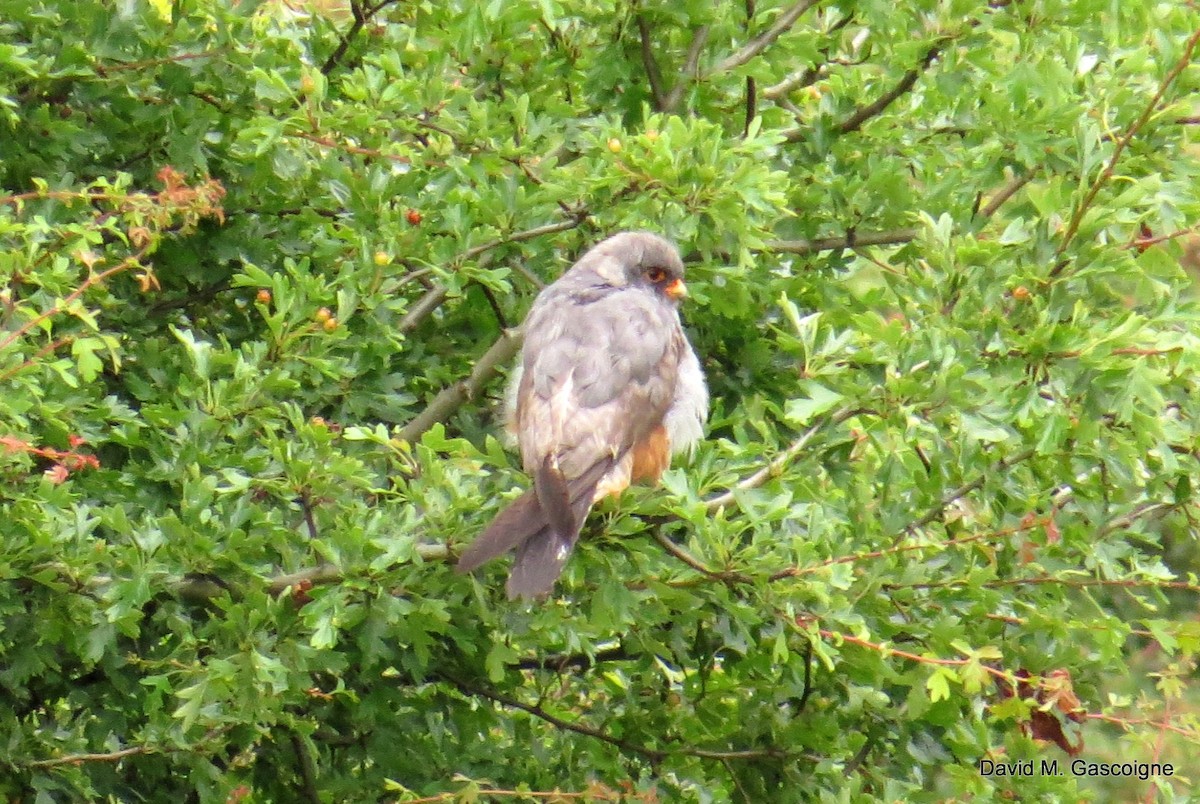 Red-footed Falcon - David Gascoigne