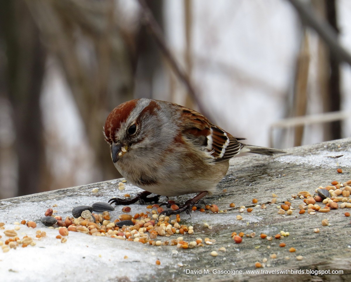 American Tree Sparrow - ML205299711