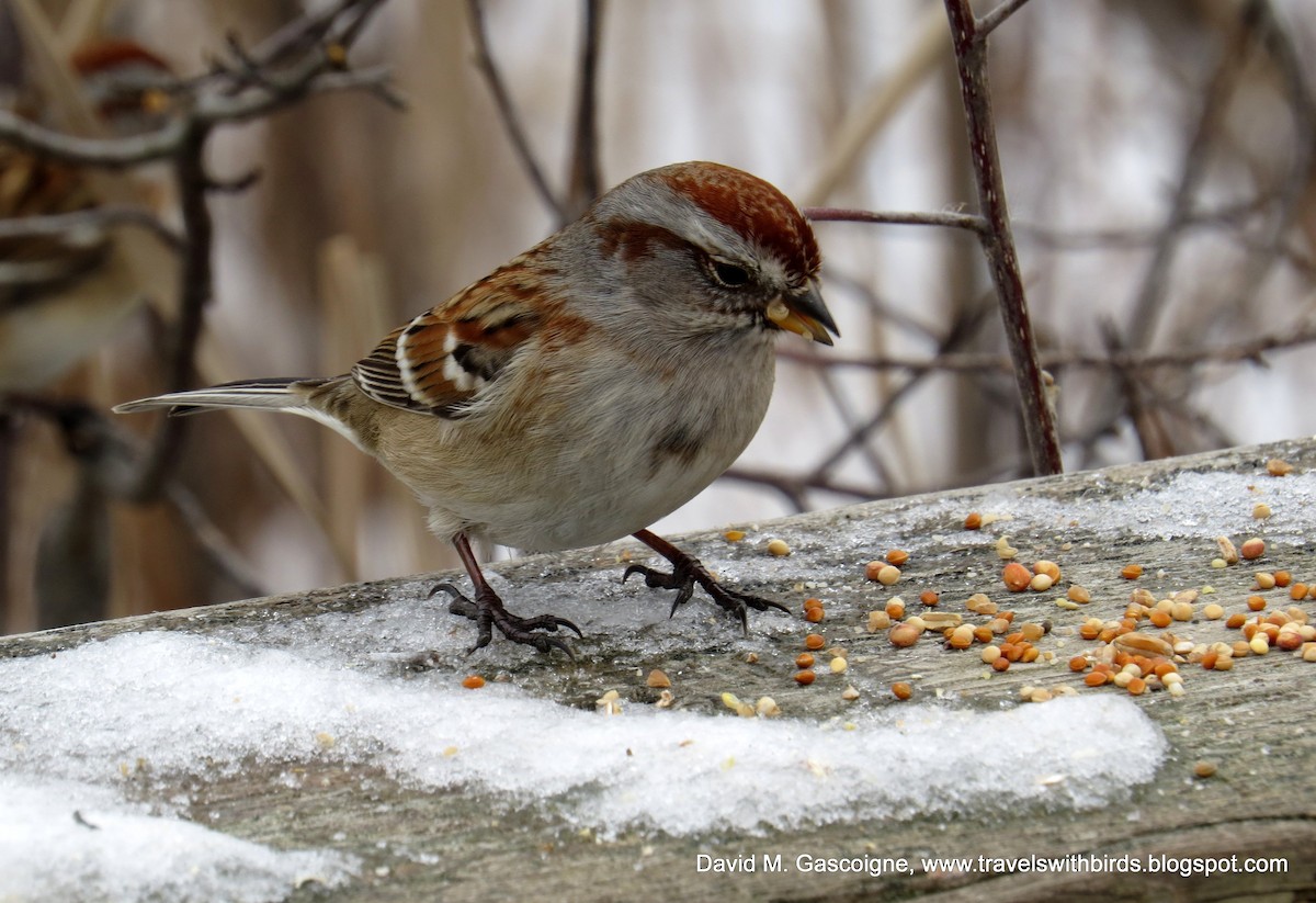 American Tree Sparrow - ML205299731