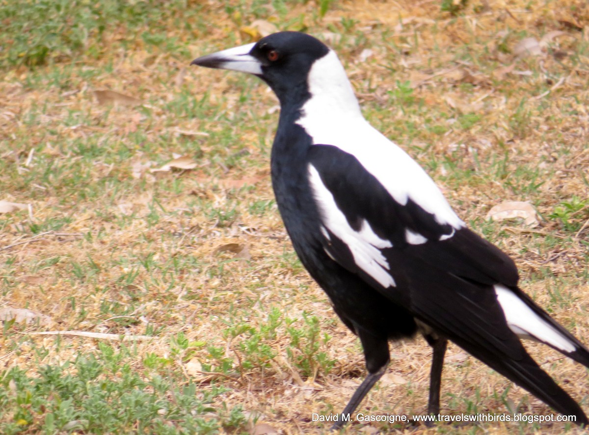 Australian Magpie - ML205299951