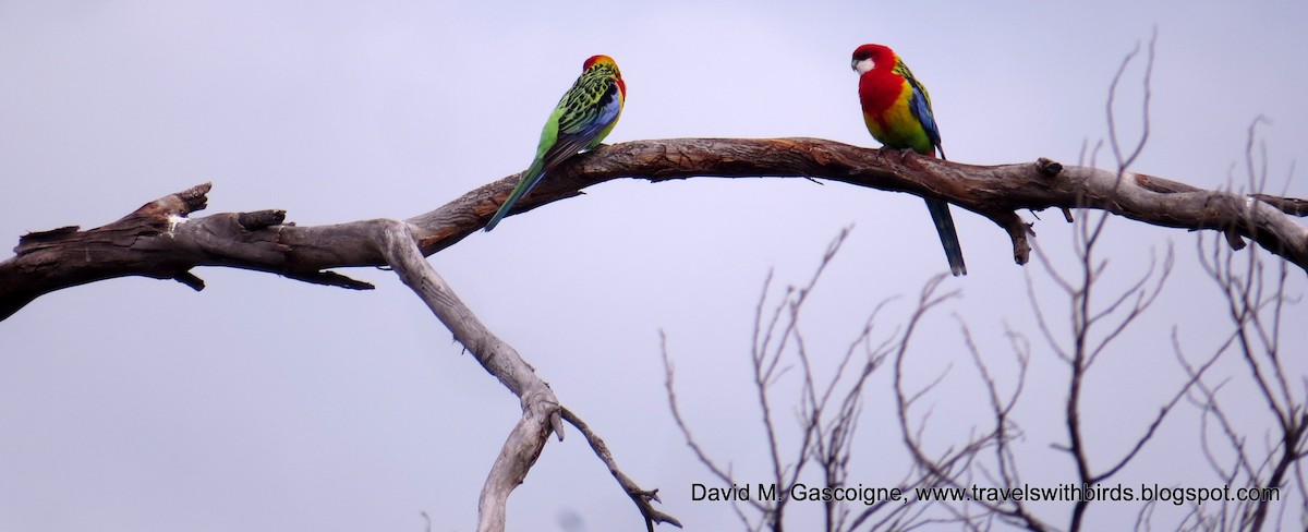 Eastern Rosella - ML205300071