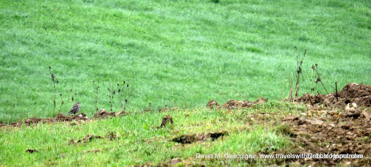 Mistle Thrush - ML205301381