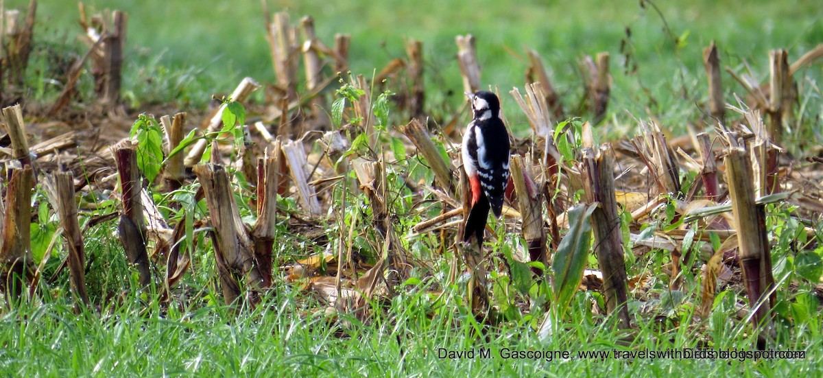 Great Spotted Woodpecker (Great Spotted) - ML205301391