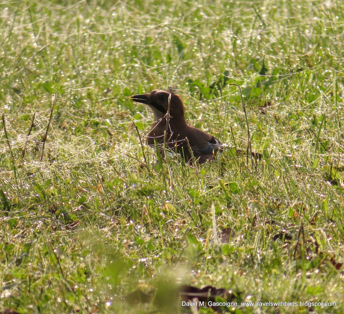 Eurasian Jay - ML205301531