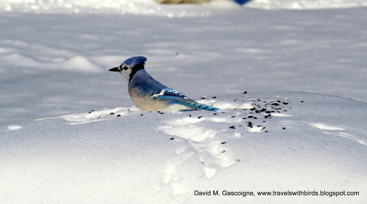 Blue Jay - ML205301851