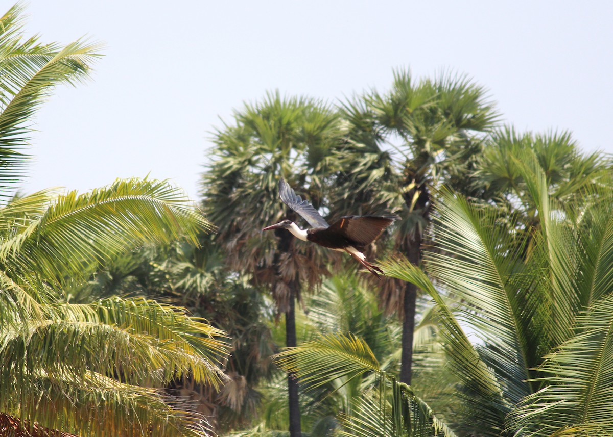 Asian Woolly-necked Stork - ML20530261