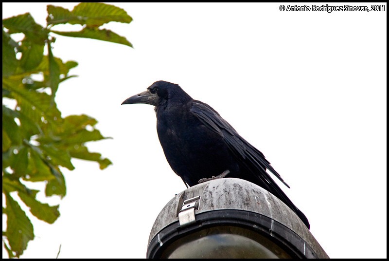 Saatkrähe - ML205302981