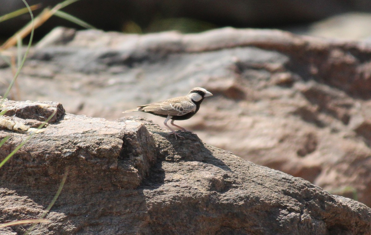 Ashy-crowned Sparrow-Lark - ML20530311
