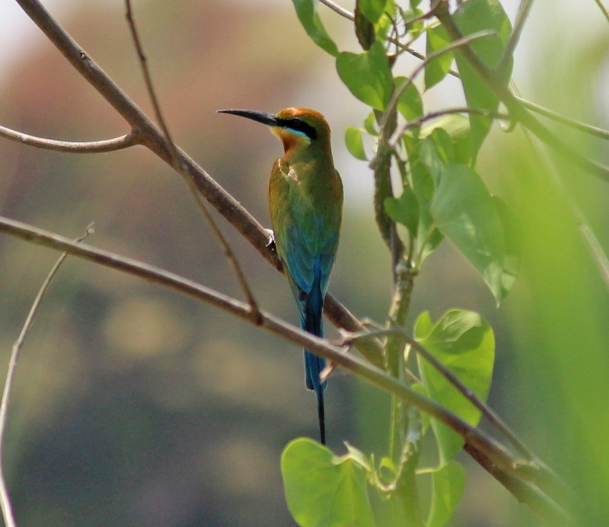 Blue-tailed Bee-eater - ML20530321