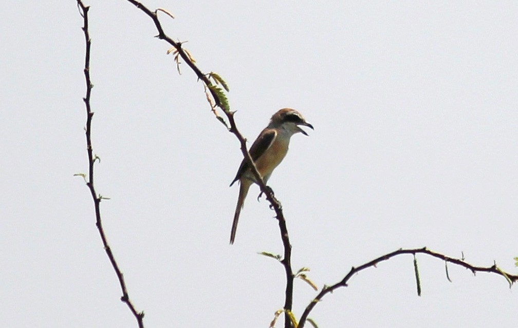Brown Shrike - ML20530351