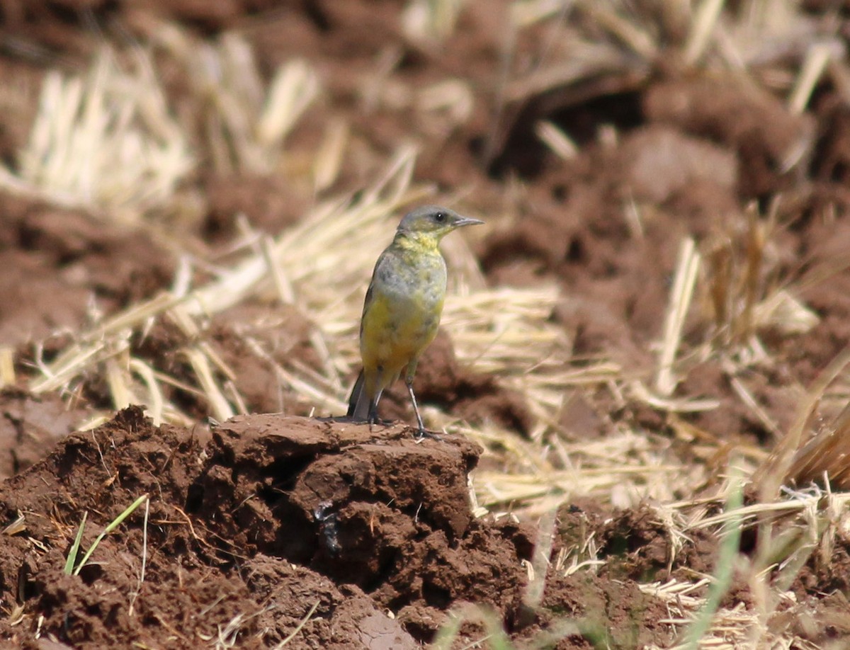Western Yellow Wagtail - ML20530381