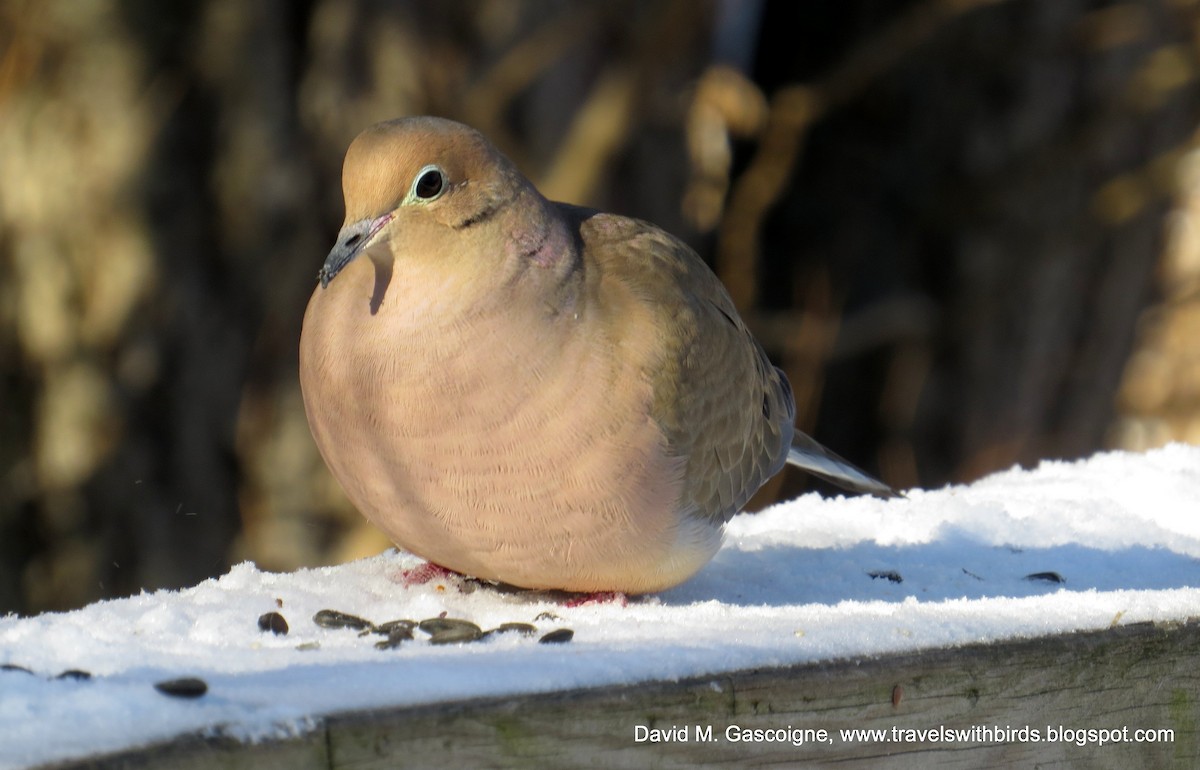 Mourning Dove - ML205303811