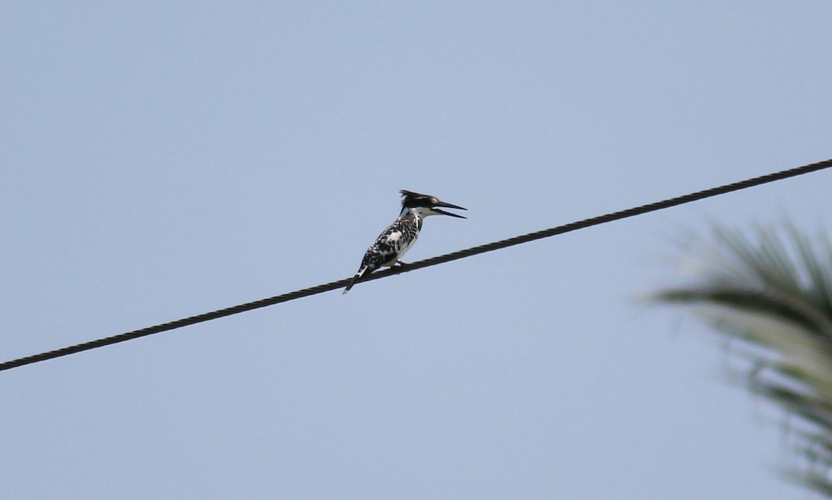 Pied Kingfisher - ML20530391
