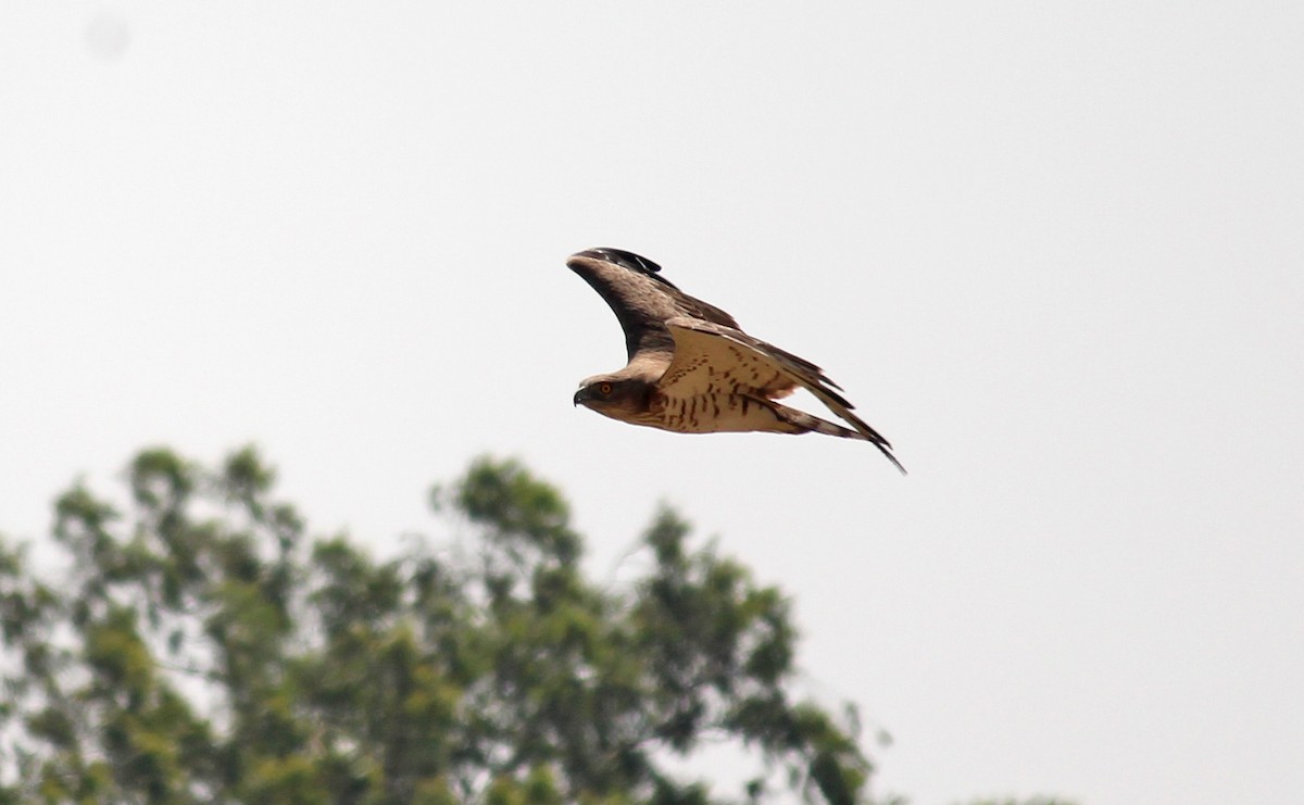 Short-toed Snake-Eagle - ML20530401