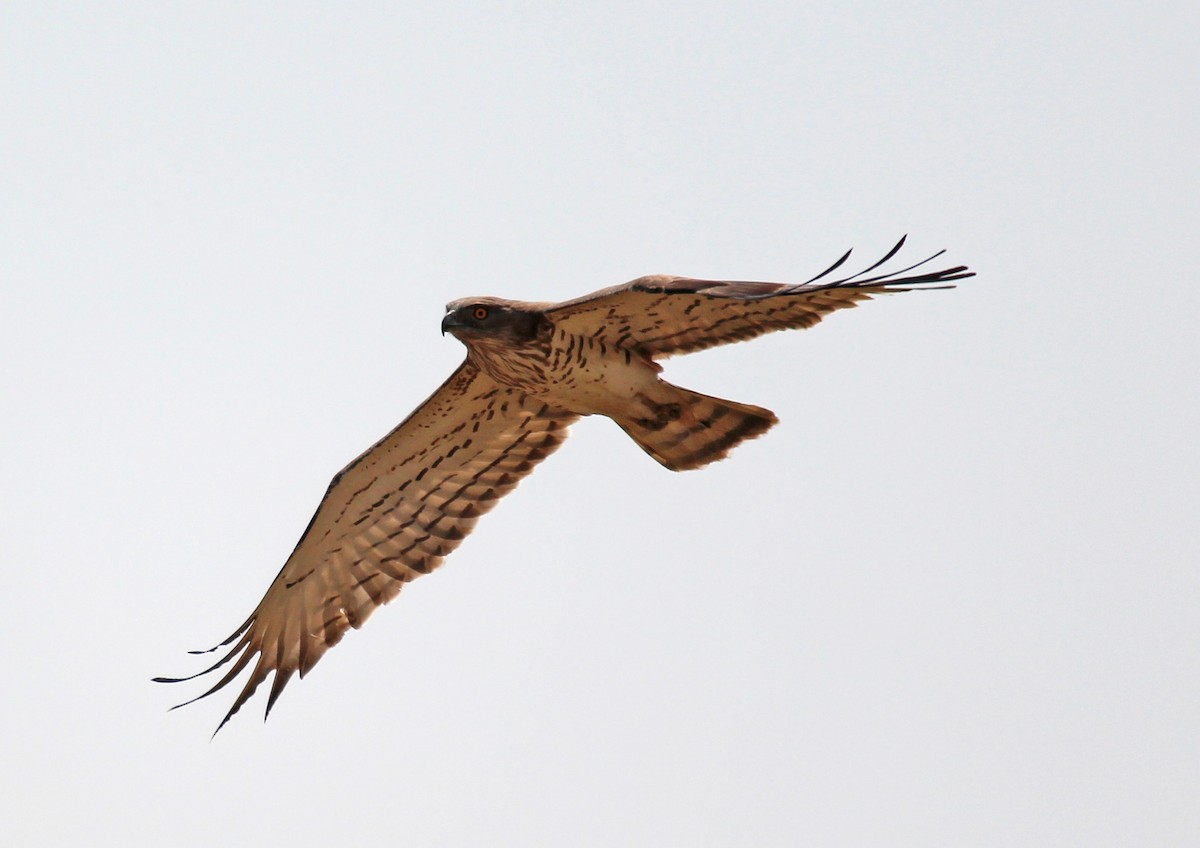 Short-toed Snake-Eagle - ML20530411