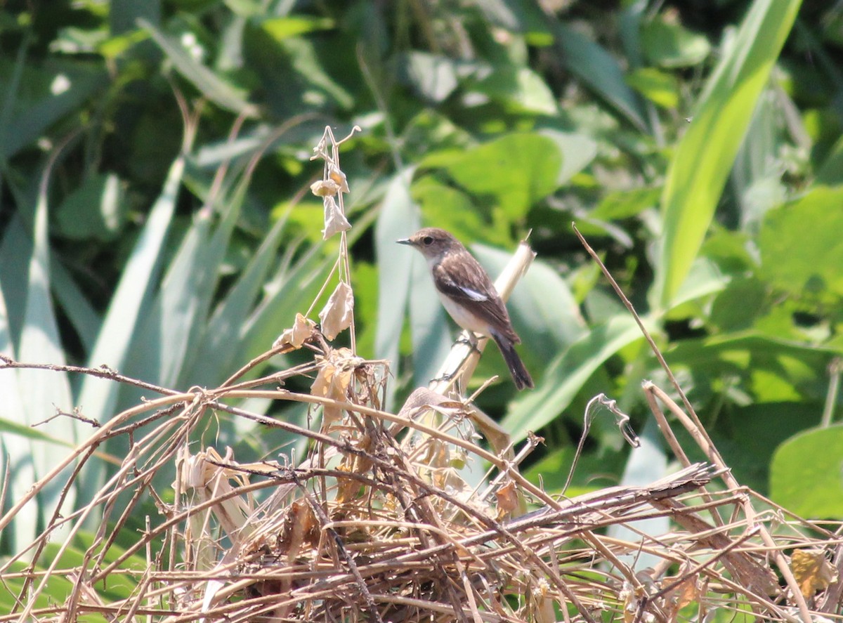 Siberian Stonechat (Siberian) - ML20530441