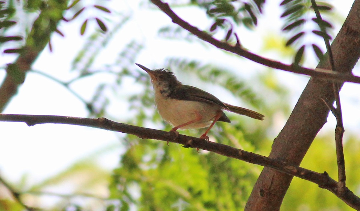 Common Tailorbird - ML20530451