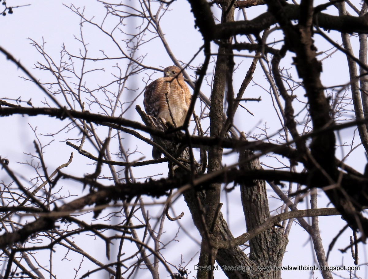 Cooper's Hawk - David Gascoigne