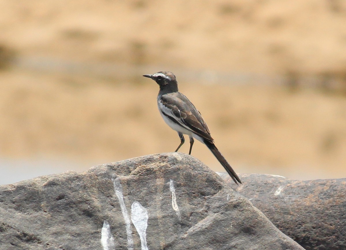 White-browed Wagtail - ML20530481
