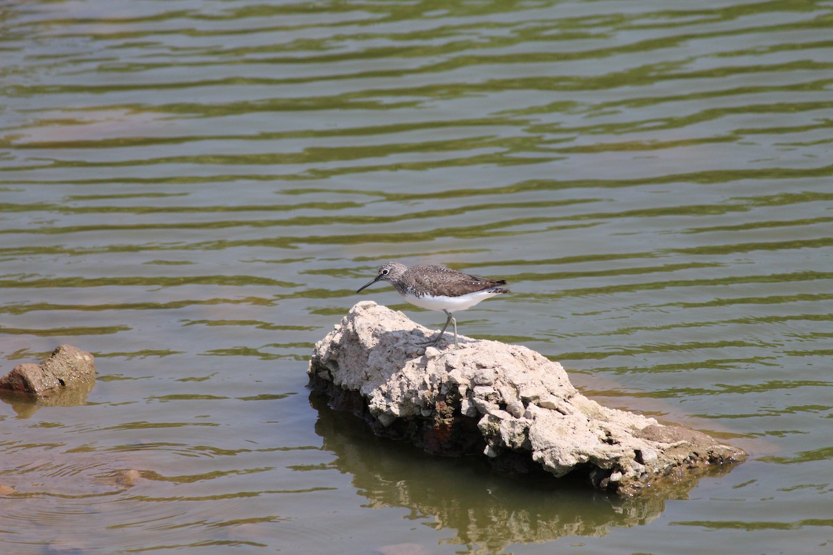 Green Sandpiper - ML20530551