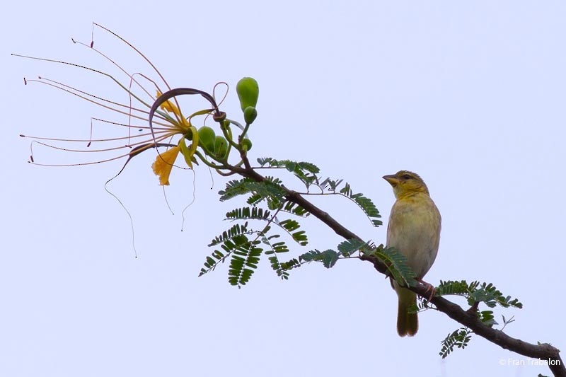 Salvadori's Weaver - ML205306571