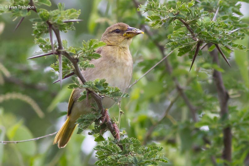 Salvadori's Weaver - ML205306661