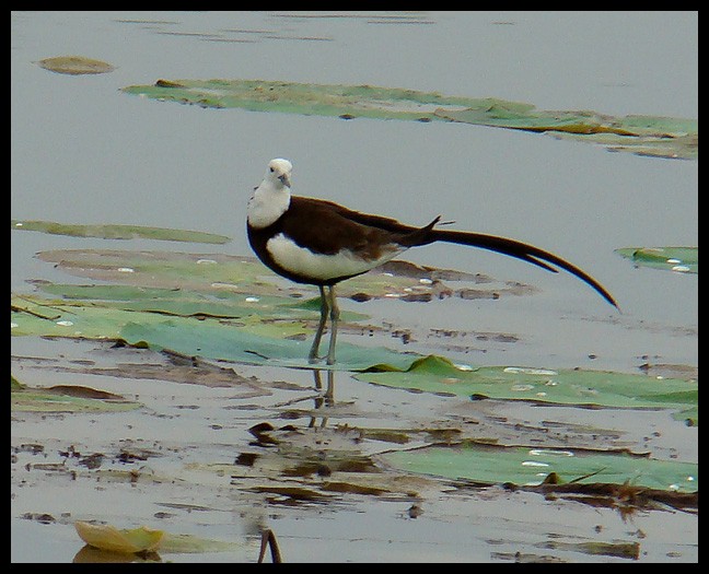 Jacana à longue queue - ML205307241