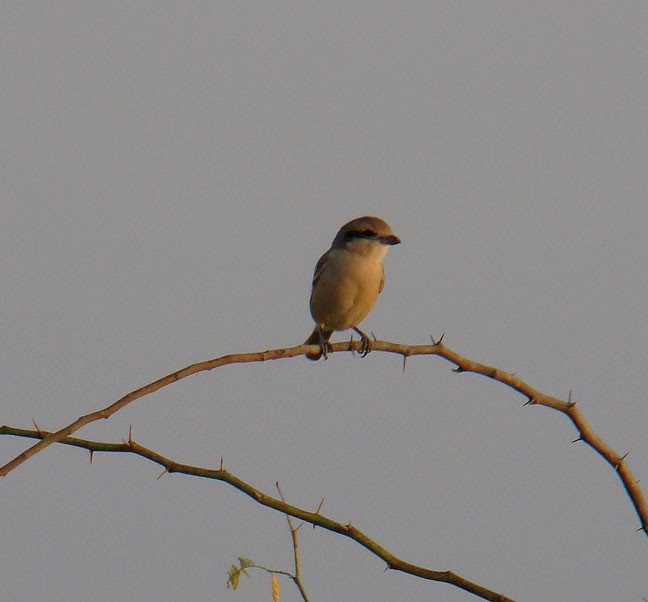 Isabelline Shrike (Chinese) - shantilal  Varu