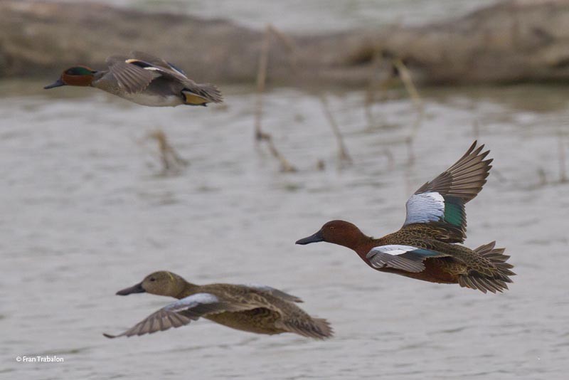 Cinnamon Teal - Fran Trabalon