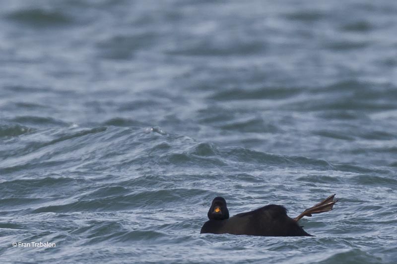 Common Scoter - ML205312251