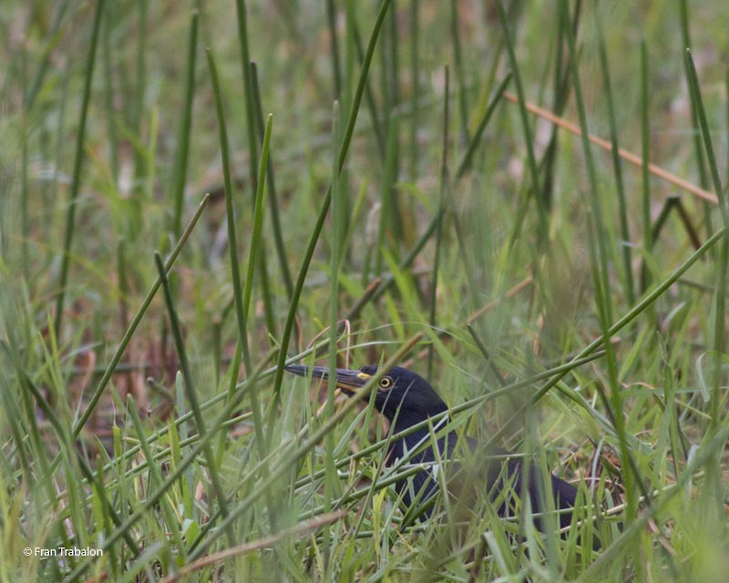 Rufous-bellied Heron - ML205312321