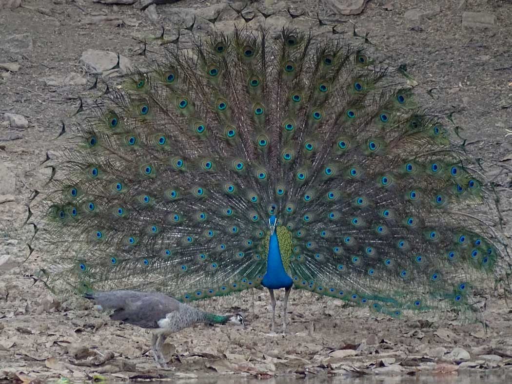 Indian Peafowl - shantilal  Varu