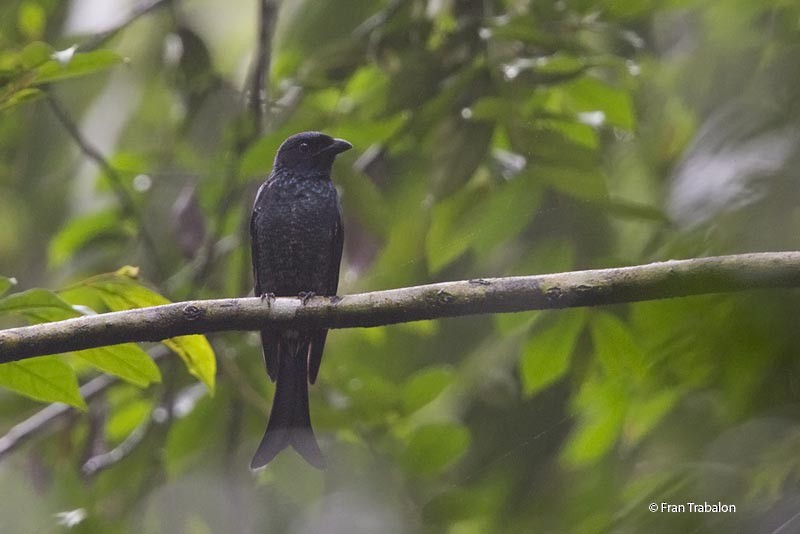 Crow-billed Drongo - ML205314801