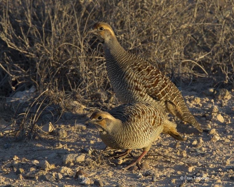 Gray Francolin - ML205314911