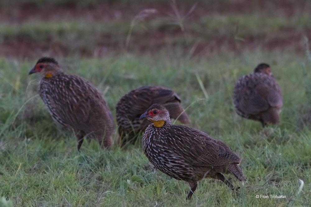 Yellow-necked Spurfowl - ML205314961