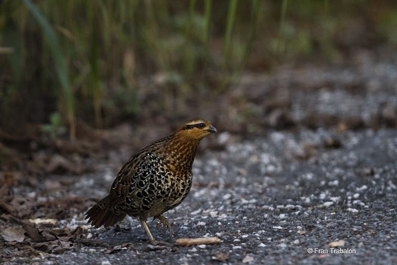 Mountain Bamboo-Partridge - Fran Trabalon