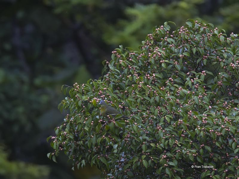 Little Green-Pigeon - ML205317521