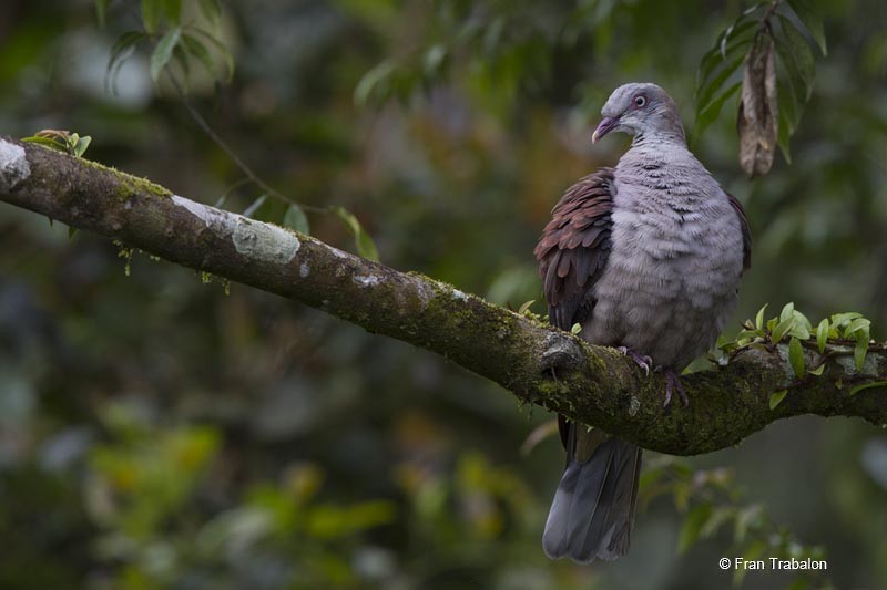 Mountain Imperial-Pigeon - ML205317581