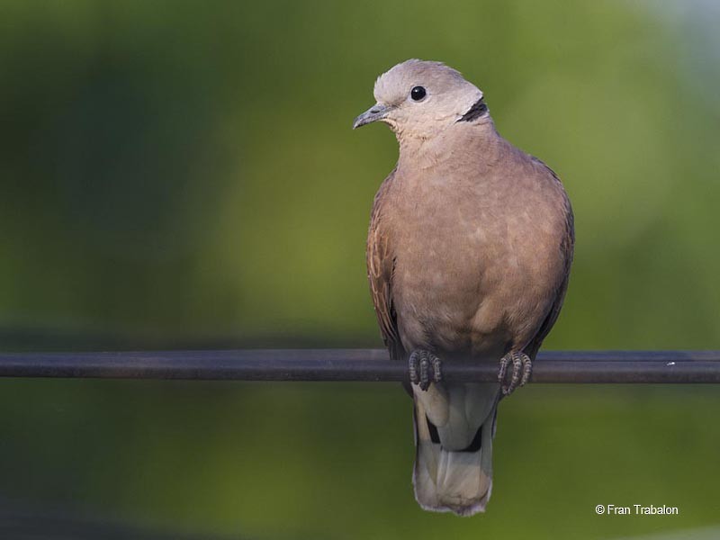Red Collared-Dove - ML205317771