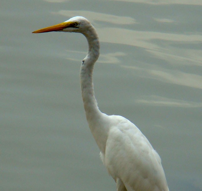 Great Egret (modesta) - shantilal  Varu