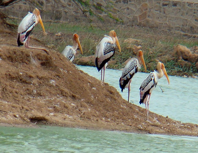 Painted Stork - shantilal  Varu