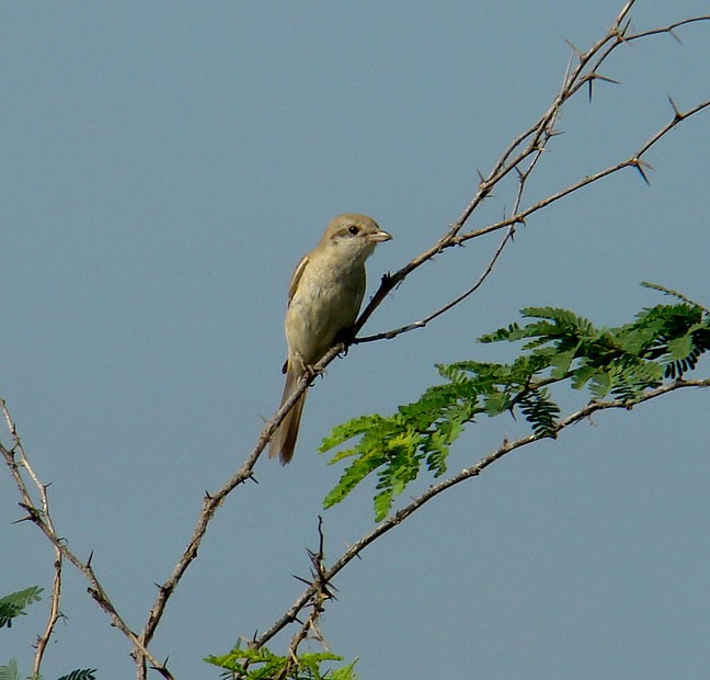 Isabelline Shrike (Chinese) - shantilal  Varu