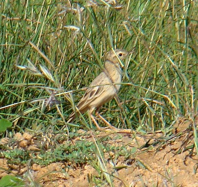 Paddyfield Pipit - shantilal  Varu