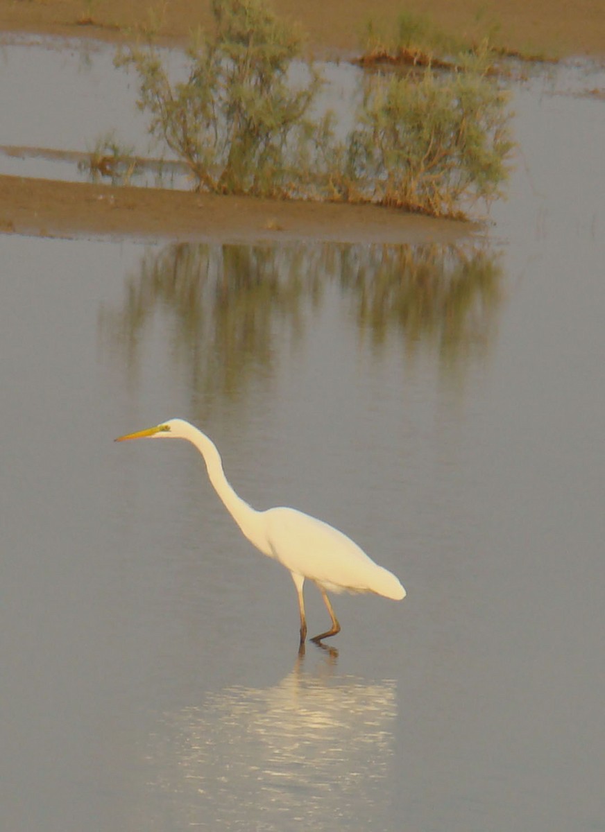 Great Egret - shantilal  Varu