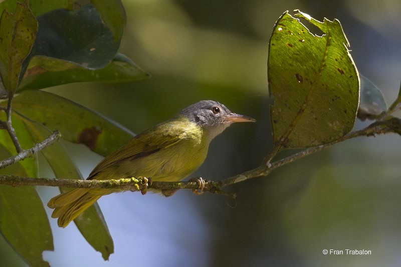 Gray-headed Sunbird - Fran Trabalon