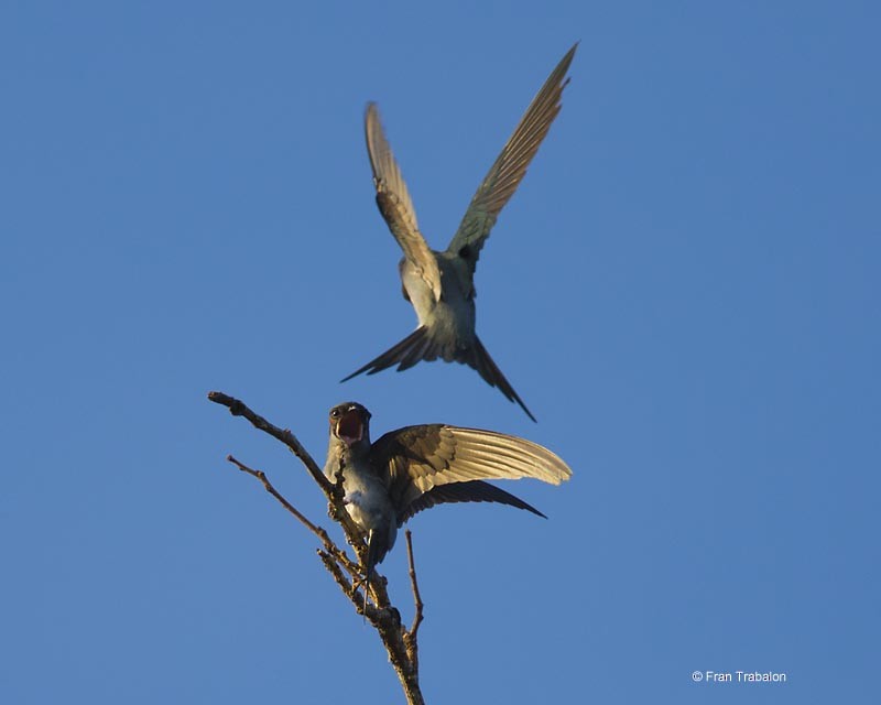 Gray-rumped Treeswift - Fran Trabalon