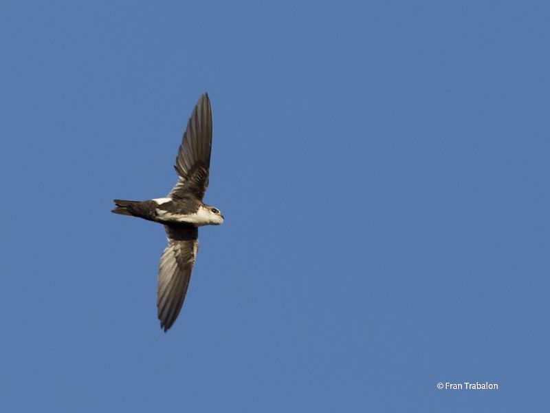 White-throated Swift - Fran Trabalon