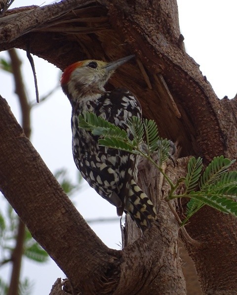 Yellow-crowned Woodpecker - shantilal  Varu