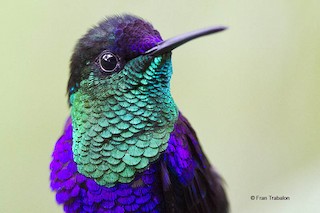 アオボウシモリハチドリ（venusta／townsendi） - eBird