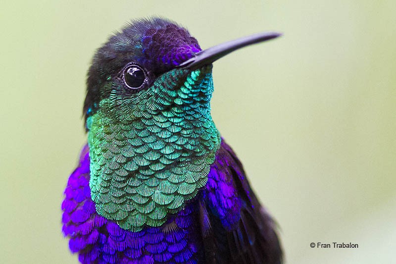 Crowned Woodnymph (Northern Violet-crowned) - eBird